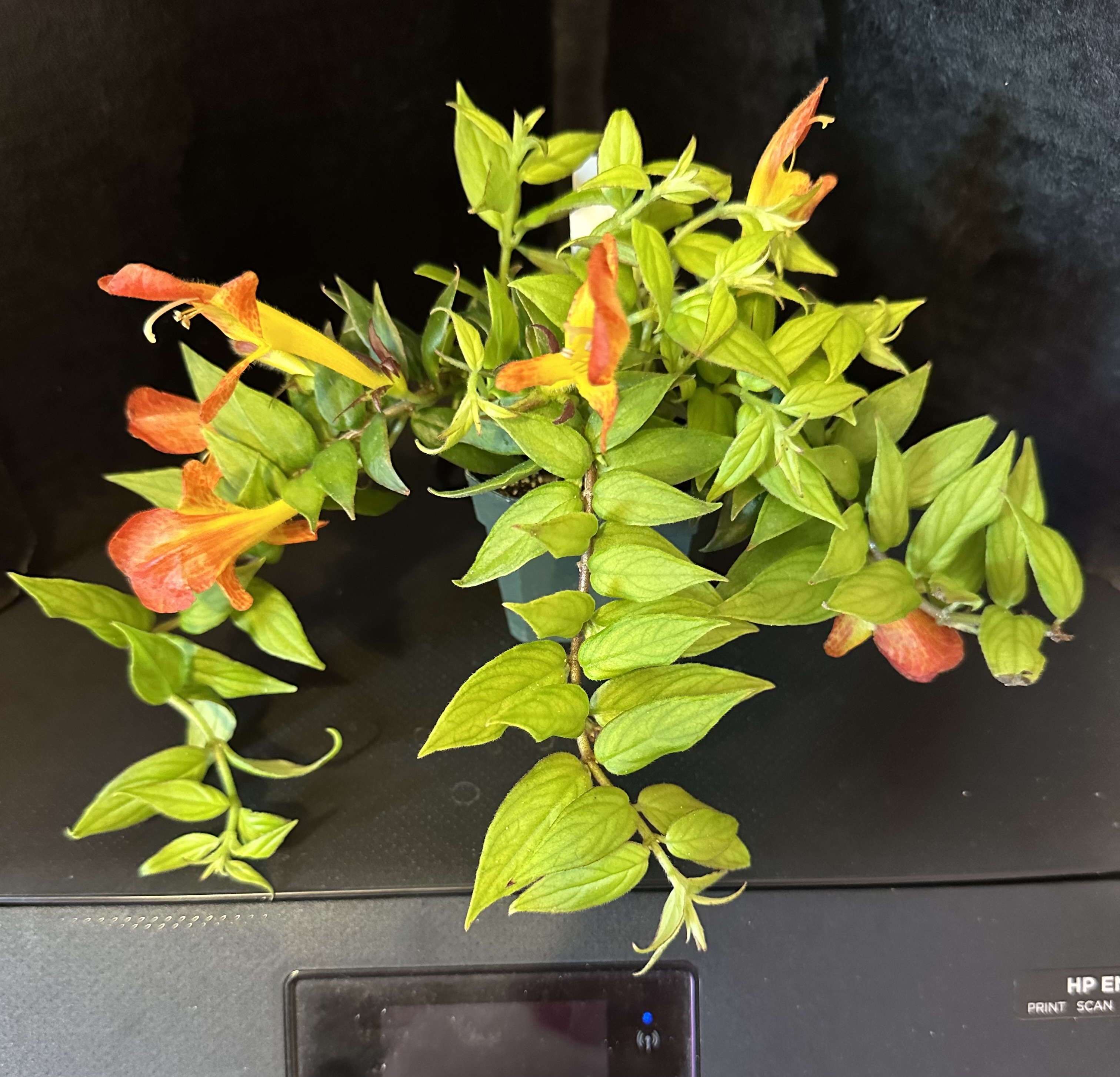 http://www.cloudjungle.com/cloudjungle/gesneriaceae/columnea/columnea early bird.jpeg